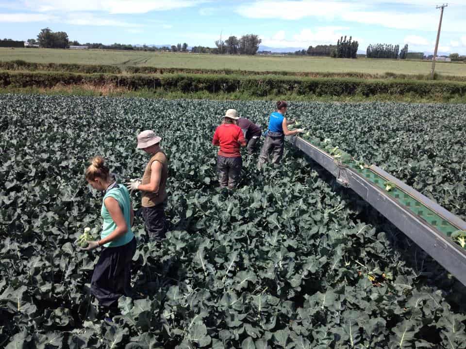 Growing & Harvesting Oakleys Premium Fresh Vegetables New Zealand